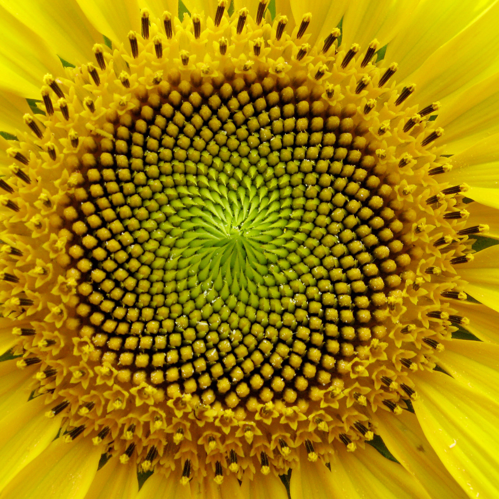 Sunflower seed head showing Fibonacci spiral pattern